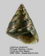 Jujubinus vexationis (4)